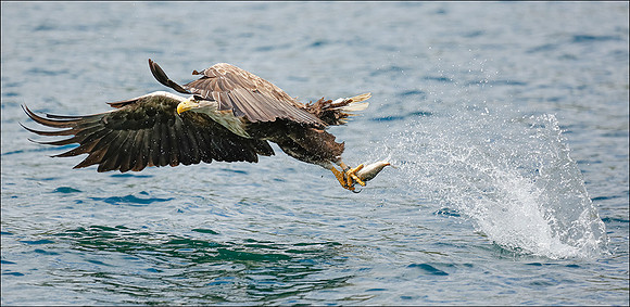 white tailed eagle is off