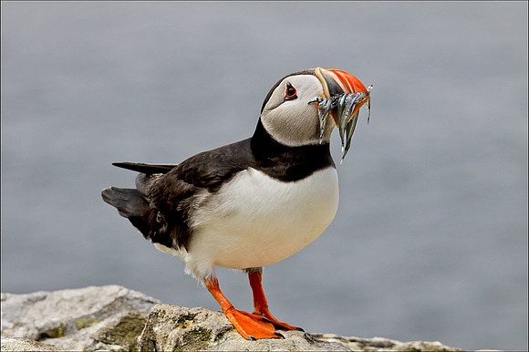 Puffin with sand eels