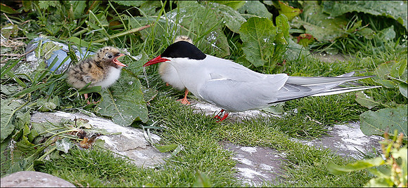 Feeding chick