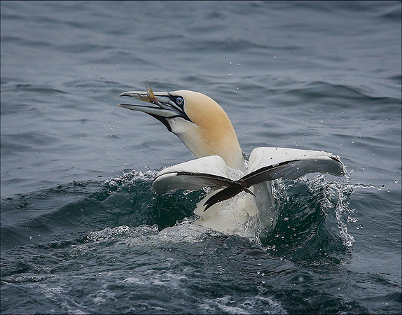 GANNET7