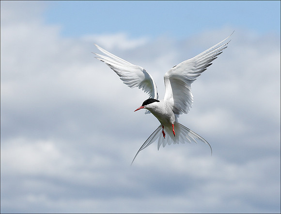 Tern