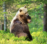 Bears Finland Forest