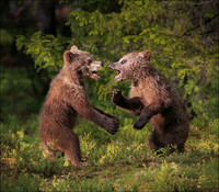 CUBS3