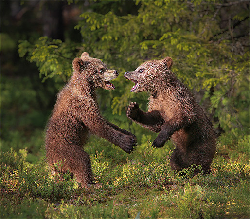 CUBS3