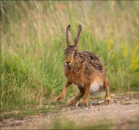 BROWN HARE2