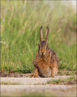 Brown Hare