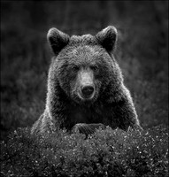 Bears mono