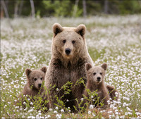 Bears Finland Swamp