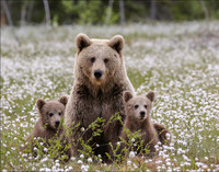 MUMNCUBS1