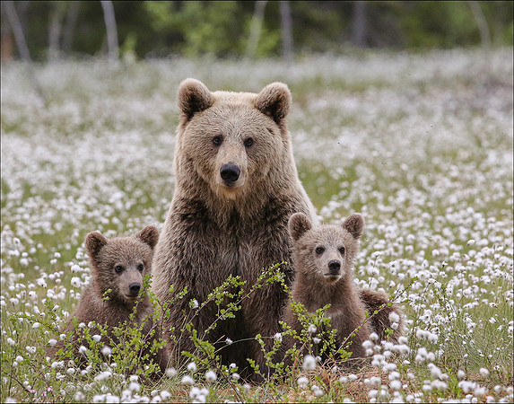 MUMNCUBS1