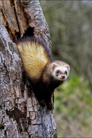 POLECAT2