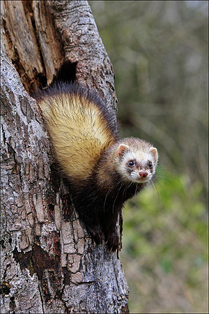 POLECAT2