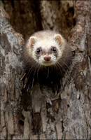 Polecat