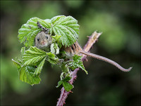 HARVEST MOUSE7