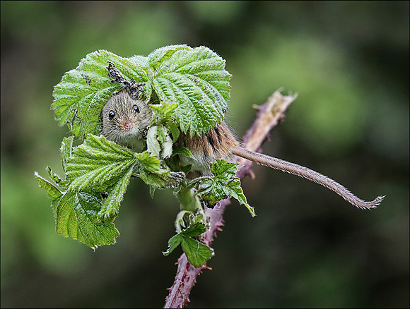 HARVEST MOUSE7