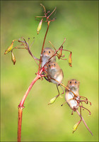 HARVEST MOUSE3
