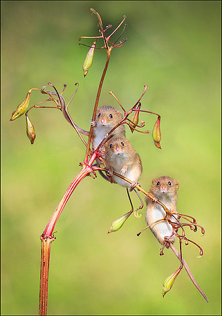 HARVEST MOUSE3