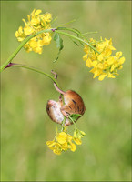 HARVEST MOUSE1