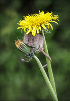 HARVEST MOUSE 6