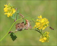 HARVEST MOUSE5