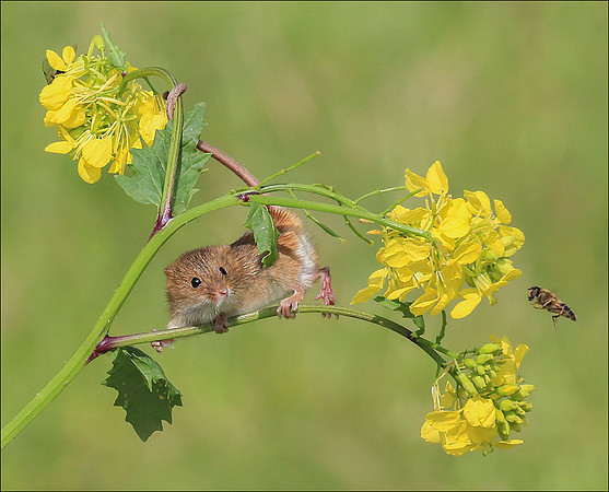 HARVEST MOUSE5