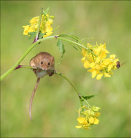 Harvest Mice