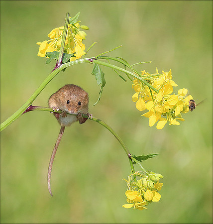 HARVEST MOUSE4