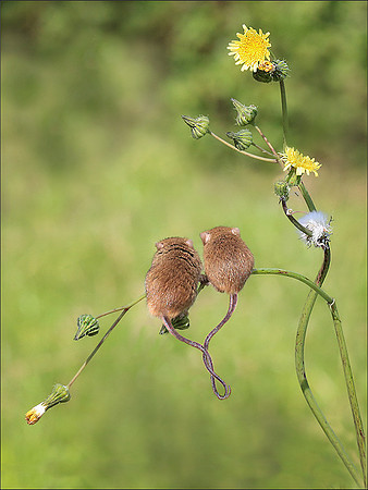 HARVEST MOUSE2