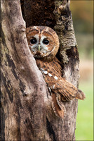TAWNY OWL1