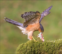 SPARROWHAWK2