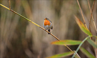 ROBIN