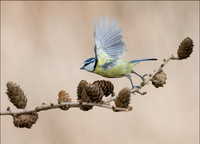BLUE TIT