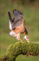 SPARROWHAWK3