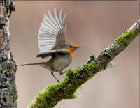 ROBIN2