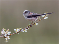 LONG TAILED TIT
