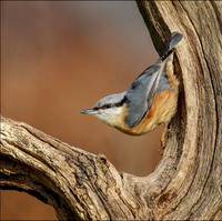 Nuthatch