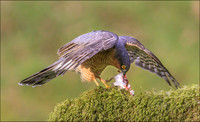 SPARROWHAWK1