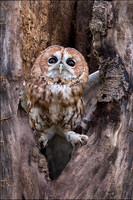 TAWNY OWL2