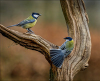 GREAT TIT