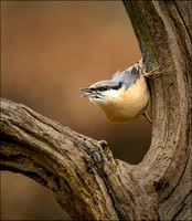 NUTHATCH