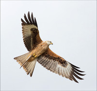 KITE4