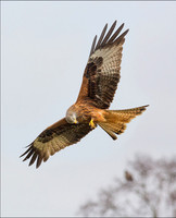 KITE3
