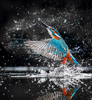 Kingfisher 2
