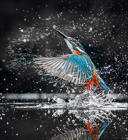 Kingfisher 2