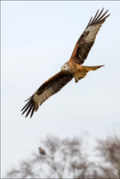KITE2