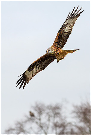 KITE2