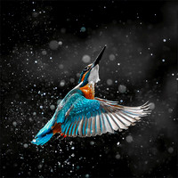 Kingfisher 1