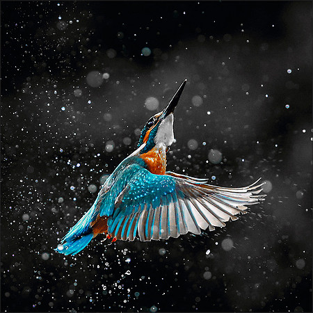 Kingfisher 1
