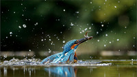 KING DIVE4