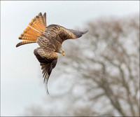 KITE5